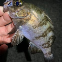 漁港で梅雨メバル
