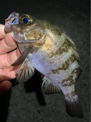 漁港で梅雨メバル