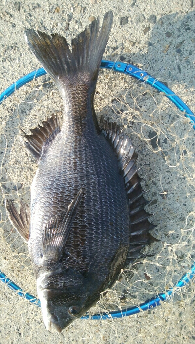 『釣りデビュー❤』181日目✨