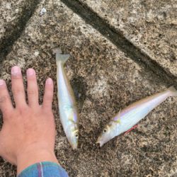 キス天食べ放題開催の為に。