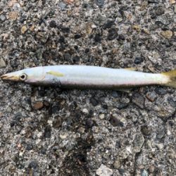 久々アジング、嬉しいゲスト