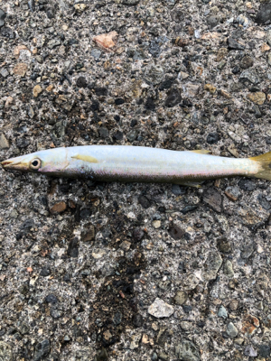 久々アジング、嬉しいゲスト