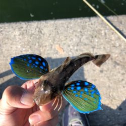 泉大津キスシーズンイン！