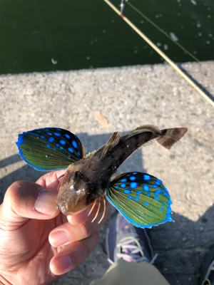 泉大津キスシーズンイン！