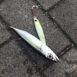 豆サバ、新子タコも激渋く。。