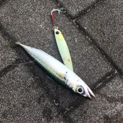 豆サバ、新子タコも激渋く。。