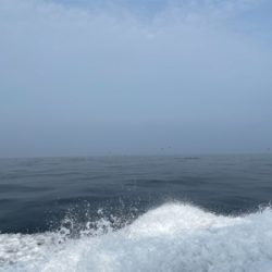 デイイカメタル