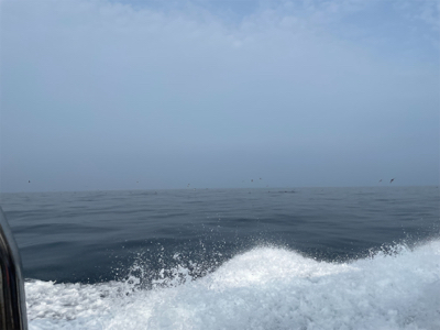 デイイカメタル