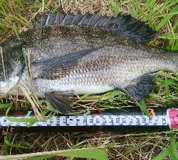 『釣りデビュー❤』182日目⭐