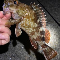 ボトムでガシラゲーム