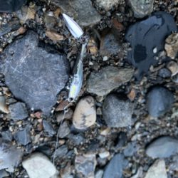 久しぶりのアマゴ