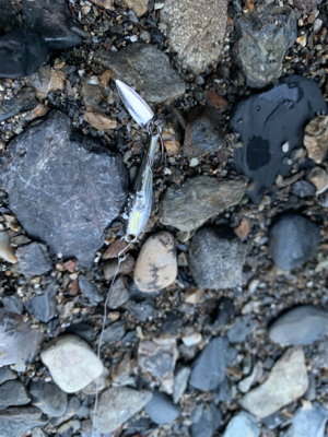 久しぶりのアマゴ