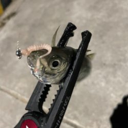 アジング楽しい!