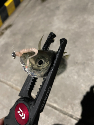 アジング楽しい!