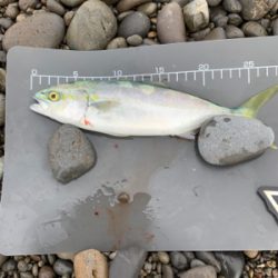 シマアジ狙いで！