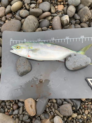 シマアジ狙いで！