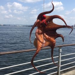 タコは渋いながらも成長過程。。