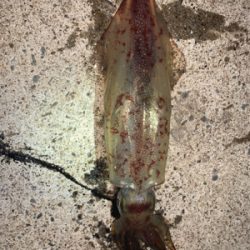 サイトエギング