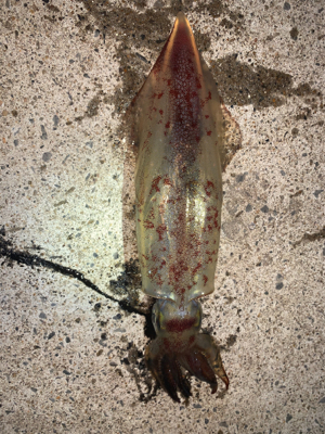 サイトエギング