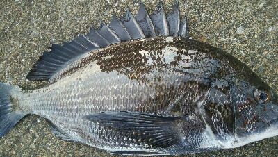 『釣りデビュー❤』183日目…