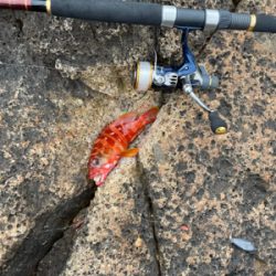 ロックフィッシュ