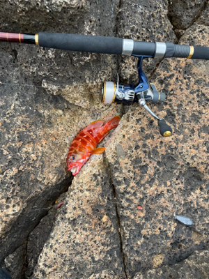 ロックフィッシュ