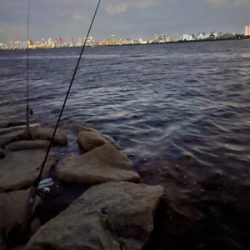 テナガエビ釣り