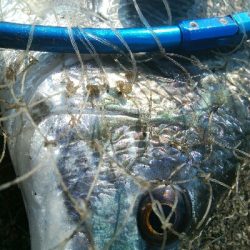 『釣りデビュー❤』184日目✨