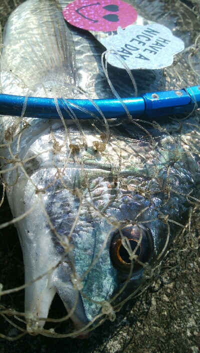 『釣りデビュー❤』184日目…