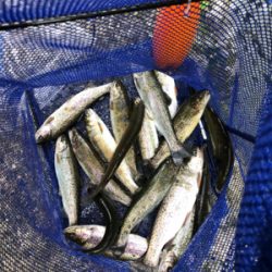 菅釣りも楽しいよ~!