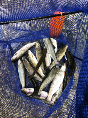 菅釣りも楽しいよ~!