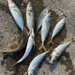 エギングのはずが