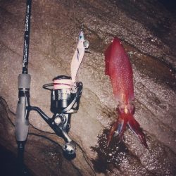 親イカはどこへ。。