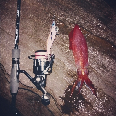 親イカはどこへ。。