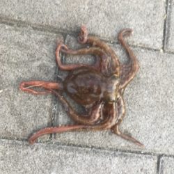 ギックリ腰なのでタコ散歩。。。