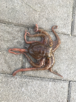 ギックリ腰なのでタコ散歩。。。