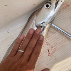 太刀魚ジギング