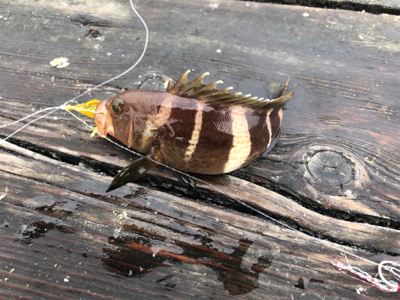 久しぶりに釣りに行きました