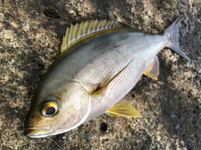 梅雨イサキin二木島