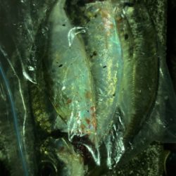 アジング の練習