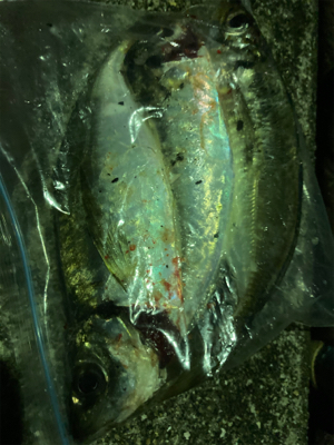 アジング の練習