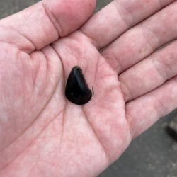 スライダーでチヌ