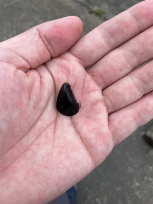 スライダーでチヌ