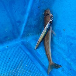 オフショアジギングでメバル？