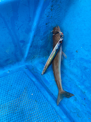 オフショアジギングでメバル？