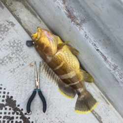 タイラバでオオモンとアオハタ