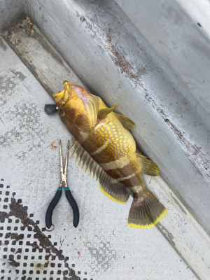 タイラバでオオモンとアオハタ