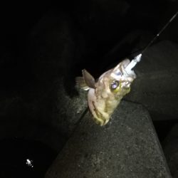 メバリング@泉南