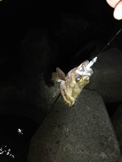 メバリング@泉南