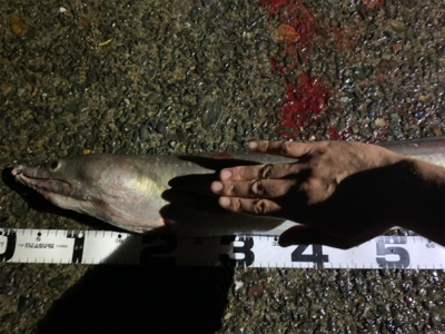 まさかの大物が❗࿠…